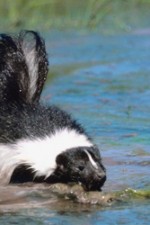 skunk-main