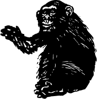 Chimp